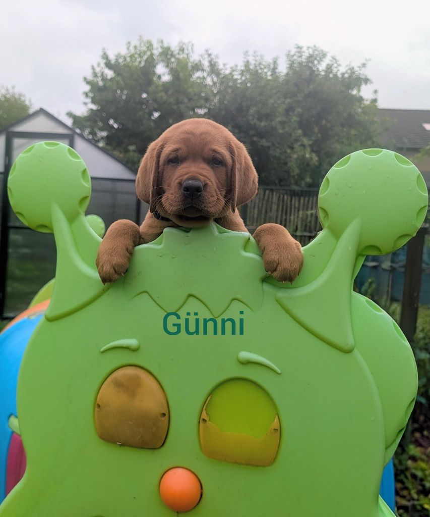 Günni.jpg