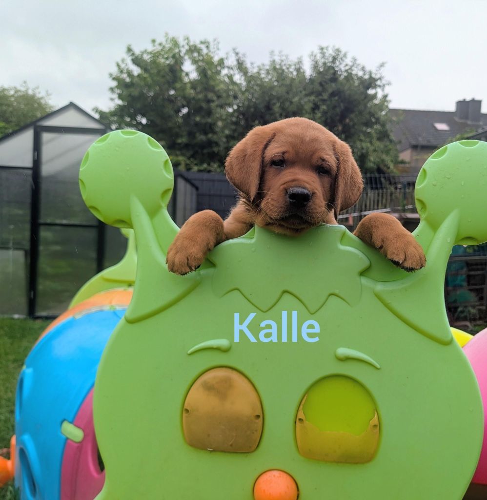 Kalle.jpg