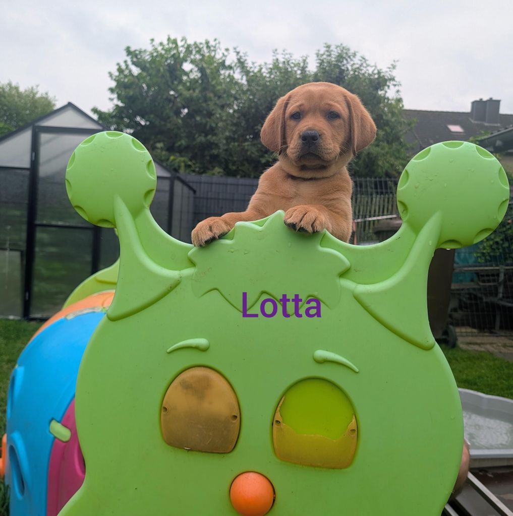 Lotta.jpg