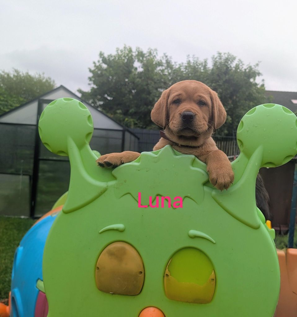 Luna.jpg