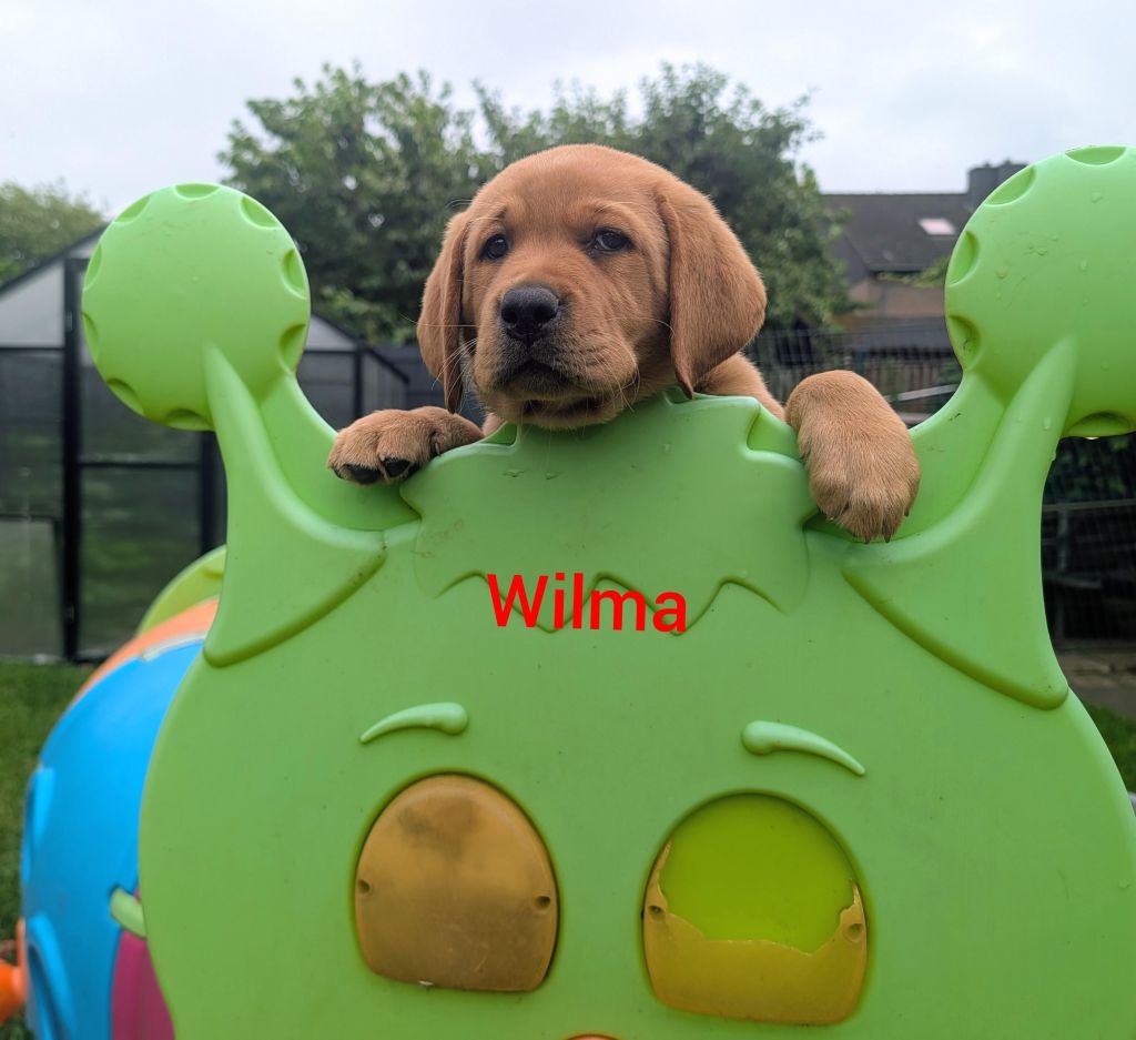 Wilma.jpg