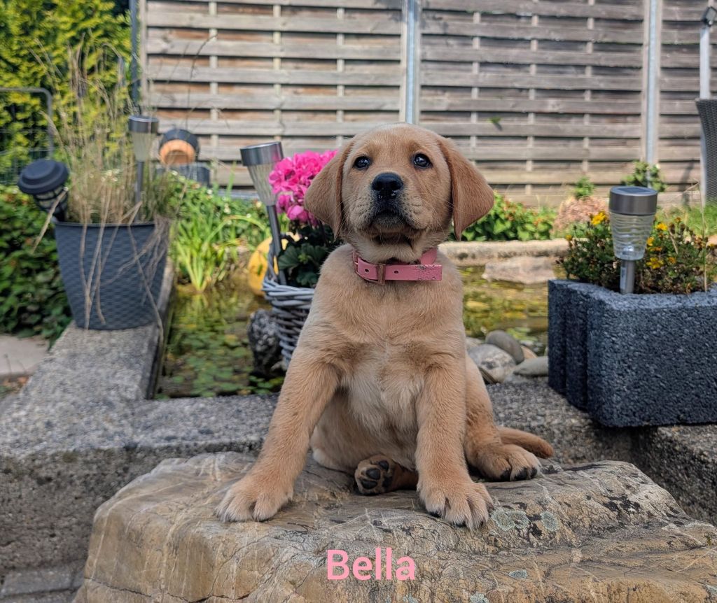 Bella.jpg