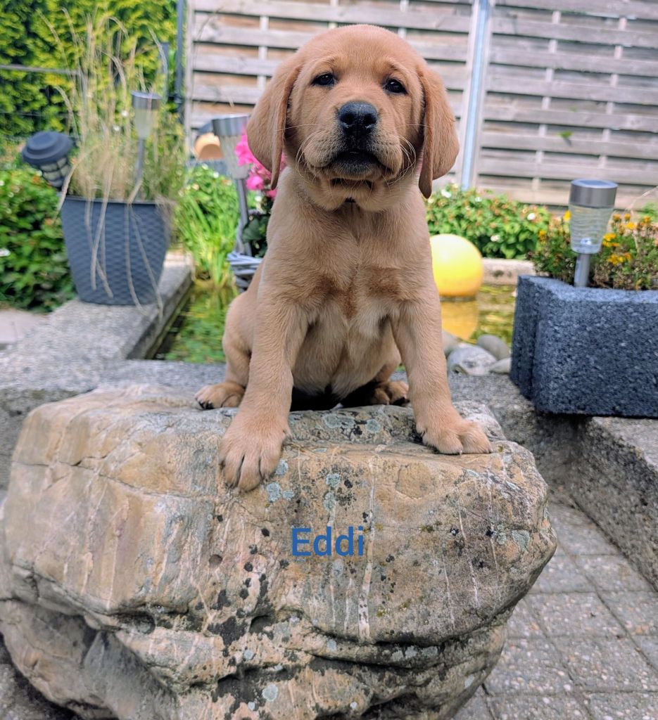 Eddi.jpg