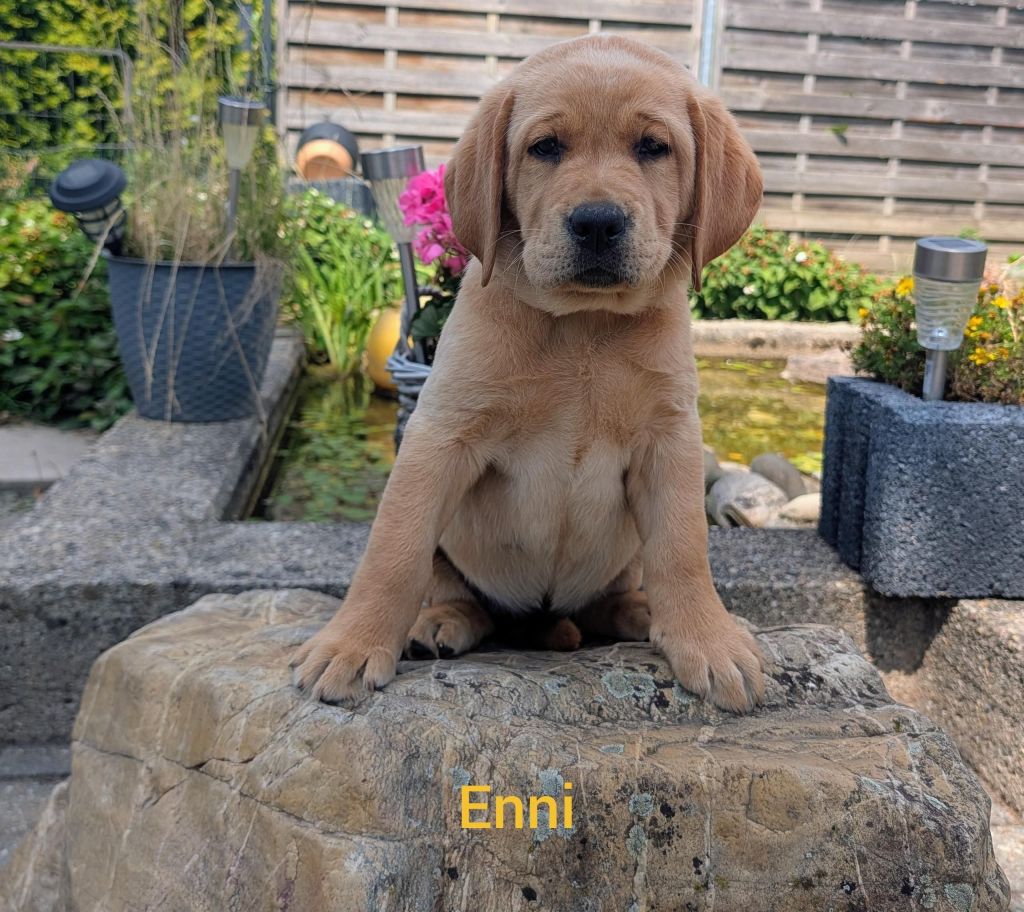 Enni.jpg
