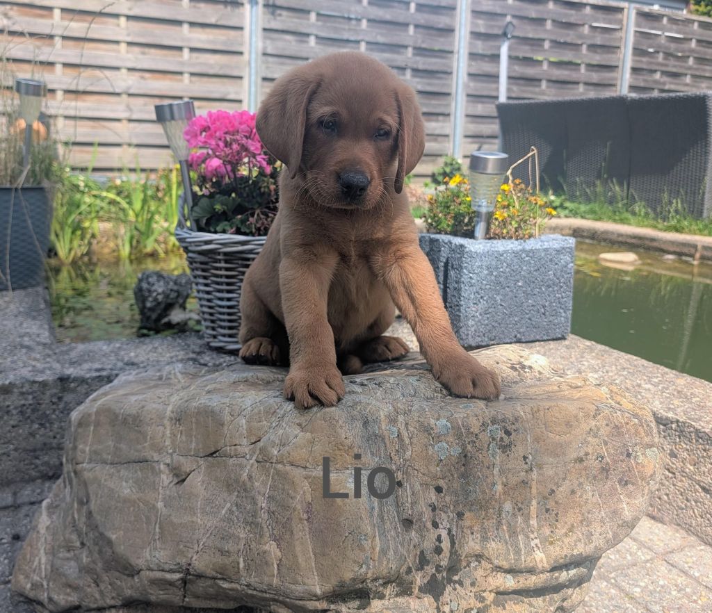 Lio.jpg