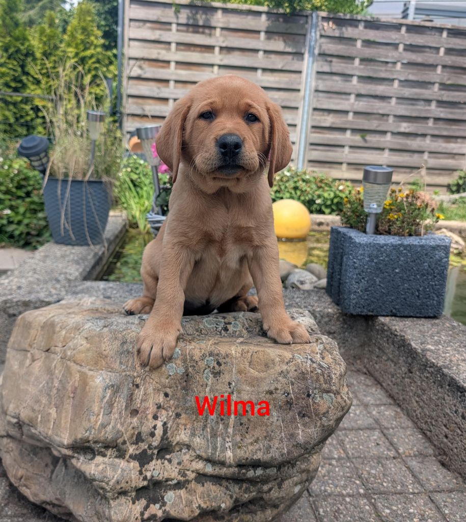 Wilma.jpg