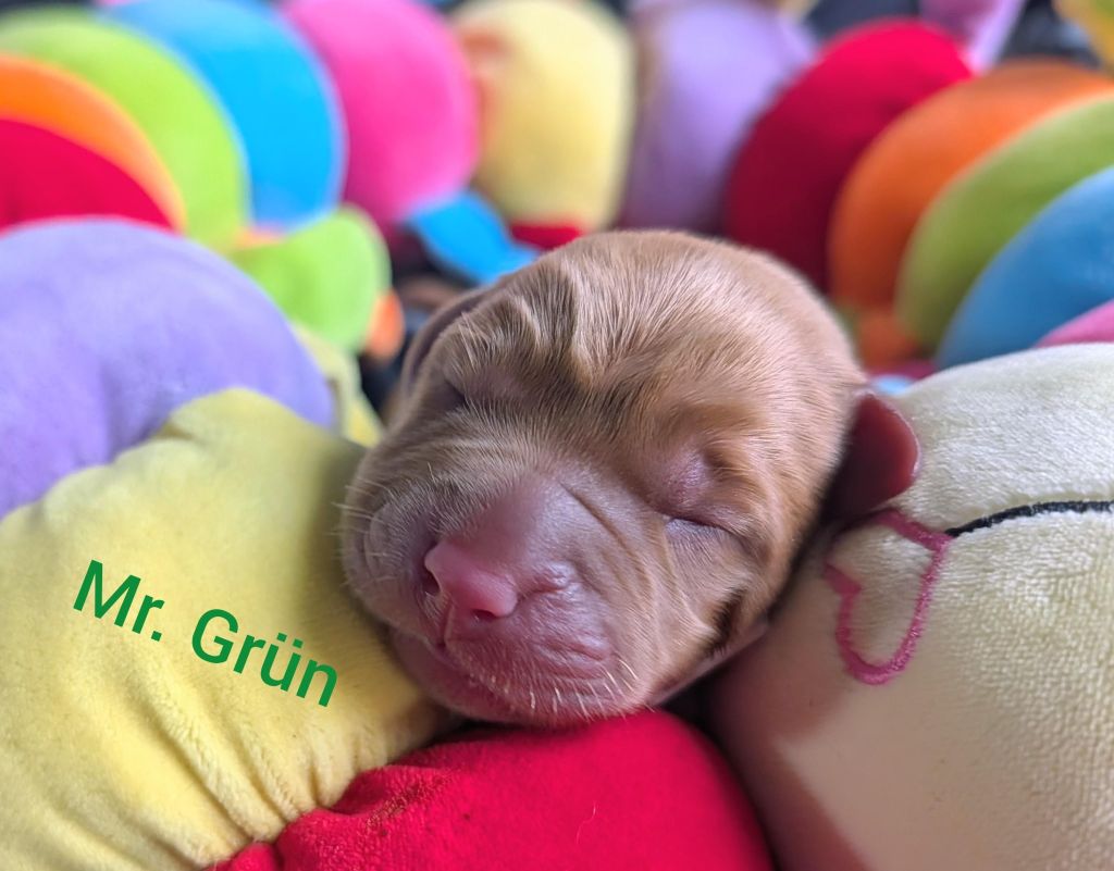 Mr. Grün.jpg
