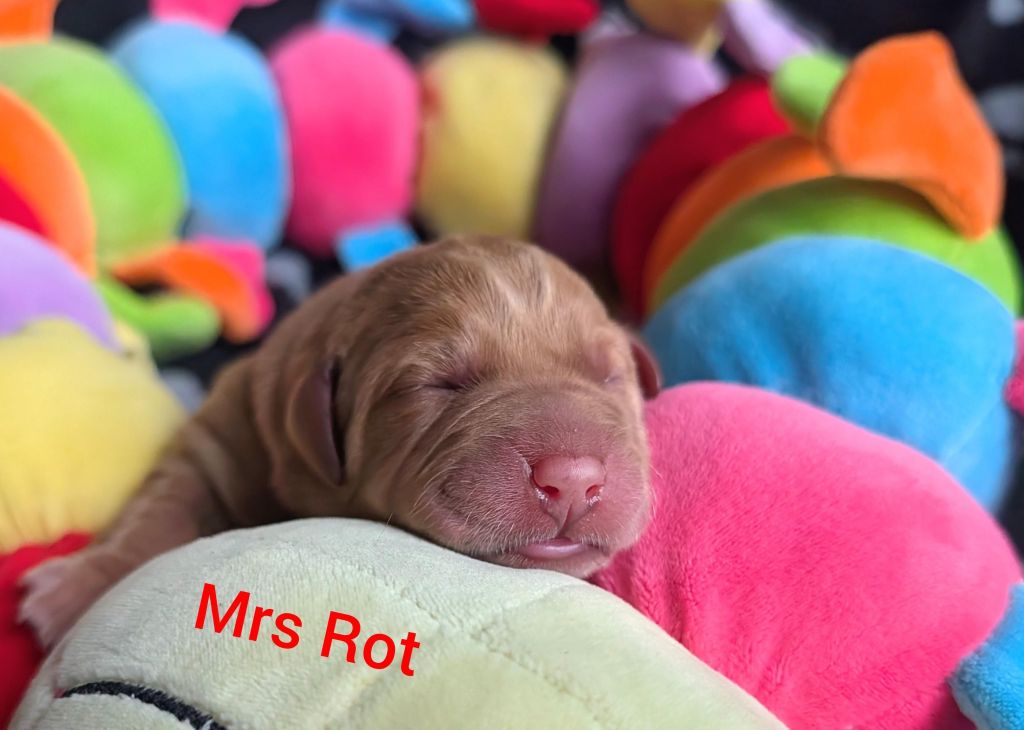 Mrs Rot.jpg