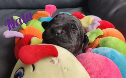 Nala.jpg