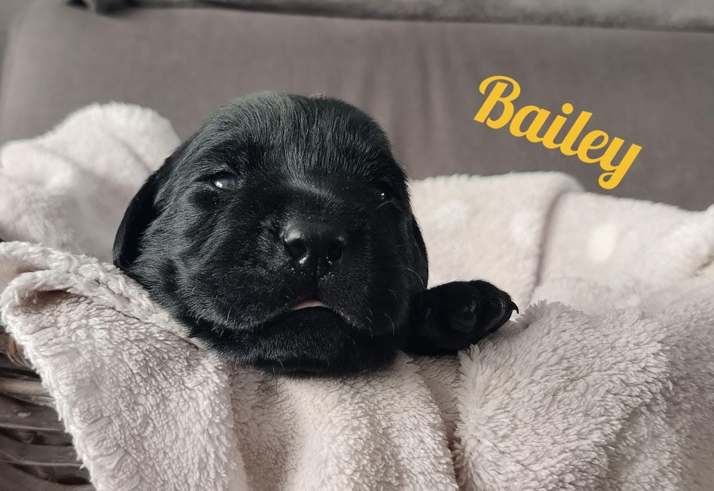 Bailey.jpg