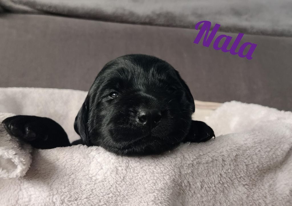 Nala.jpg