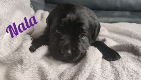 Nala.jpg