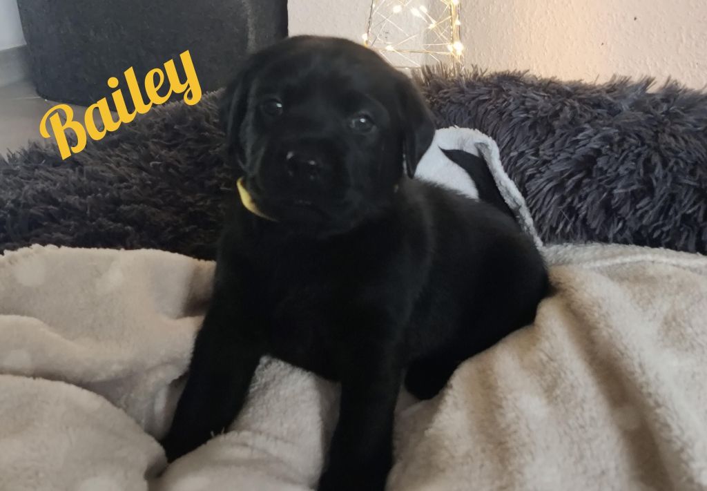 Bailey.jpg