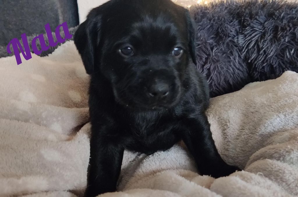 Nala.jpg