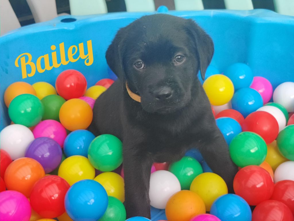 Bailey.jpg