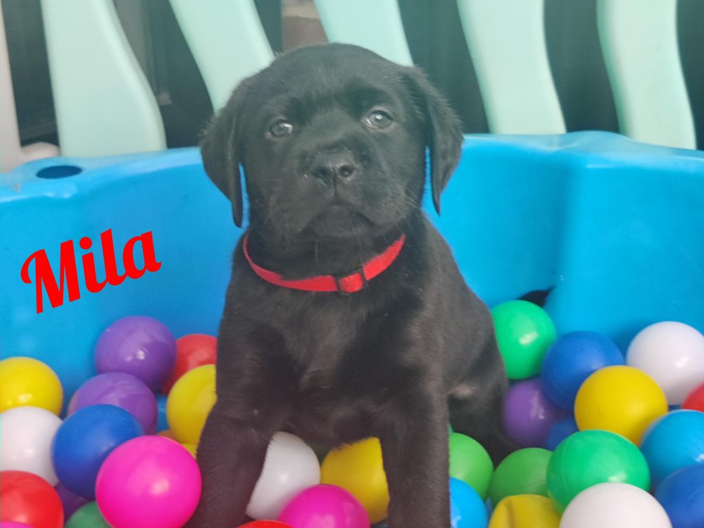 Mila.jpg