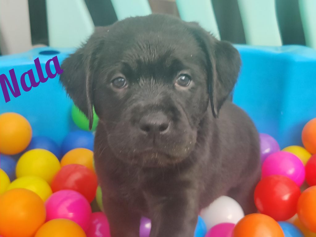 Nala.jpg