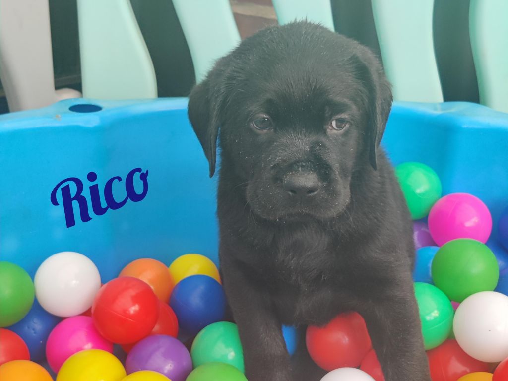 Rico.jpg
