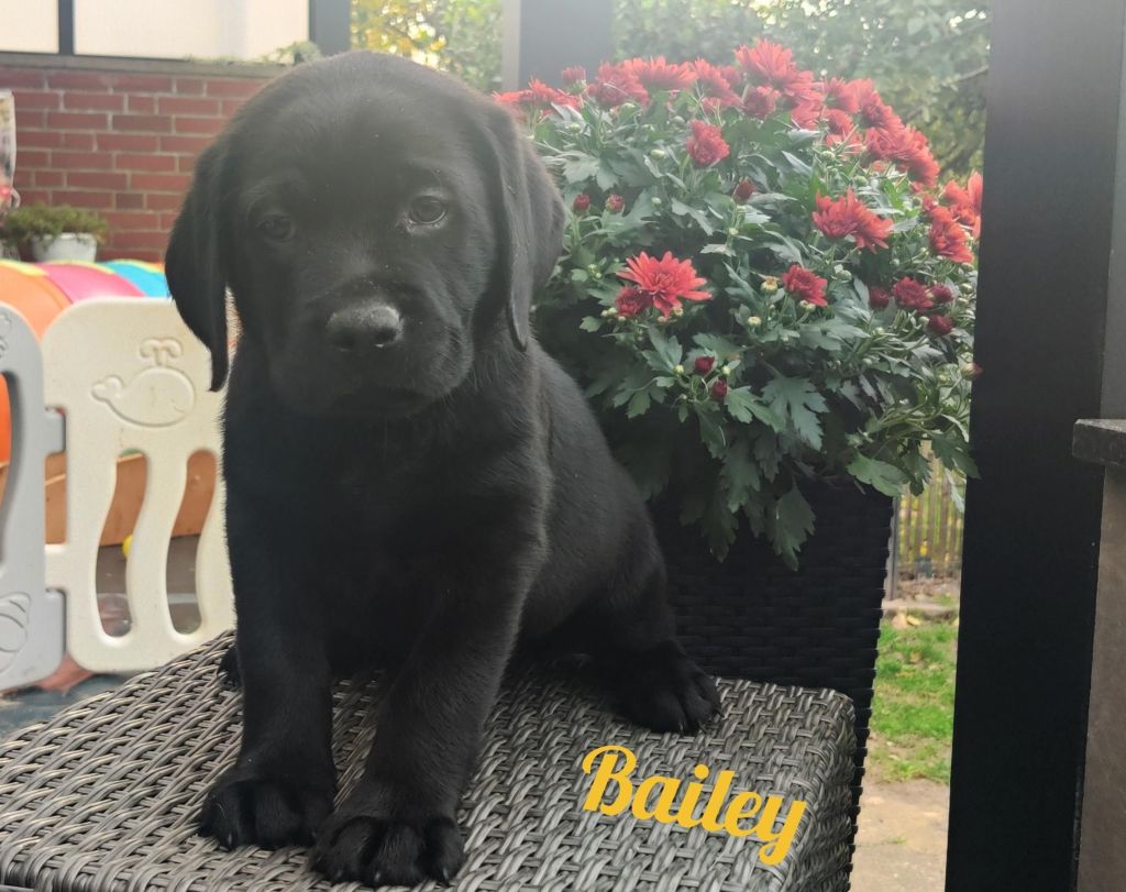 Bailey.jpg