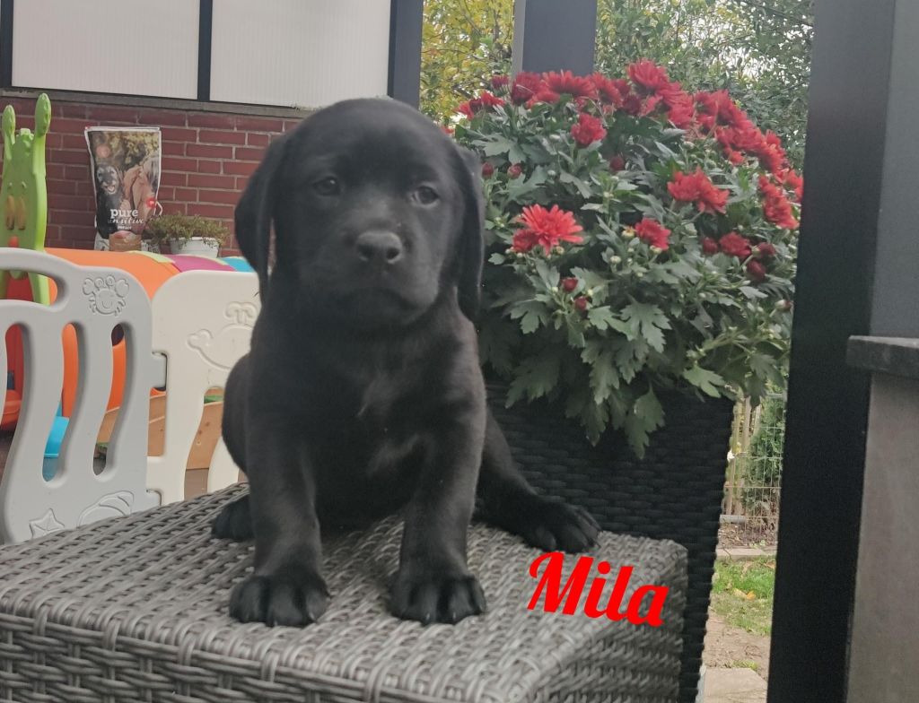 Mila.jpg