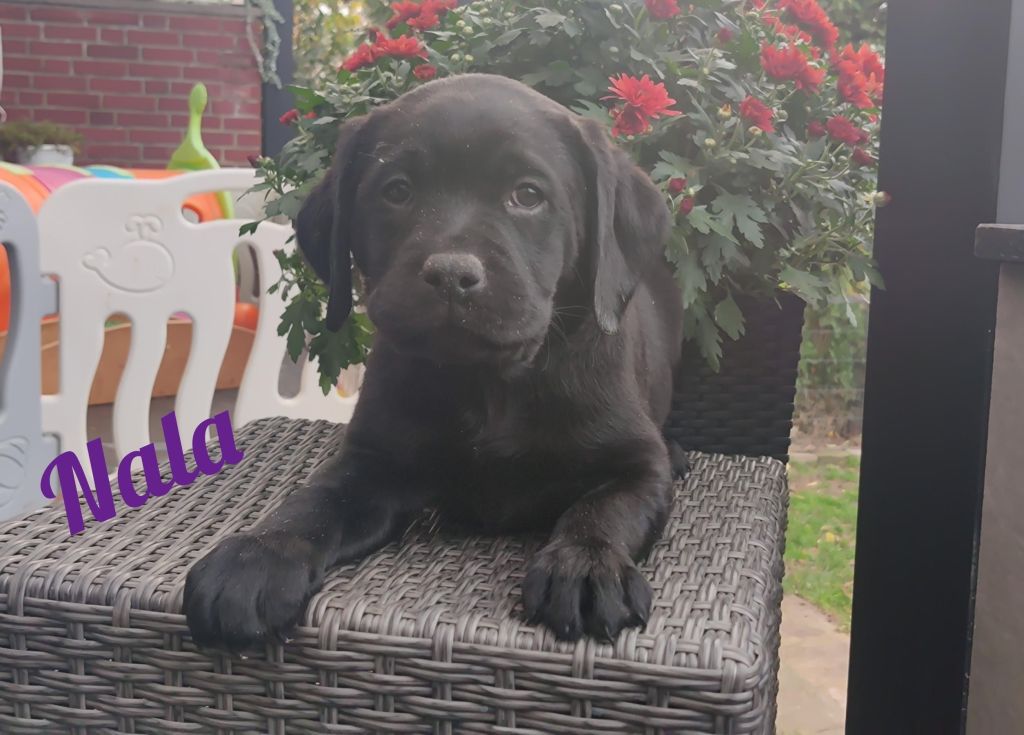 Nala.jpg