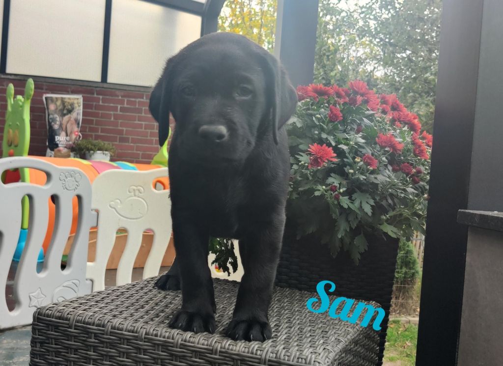 Sam.jpg