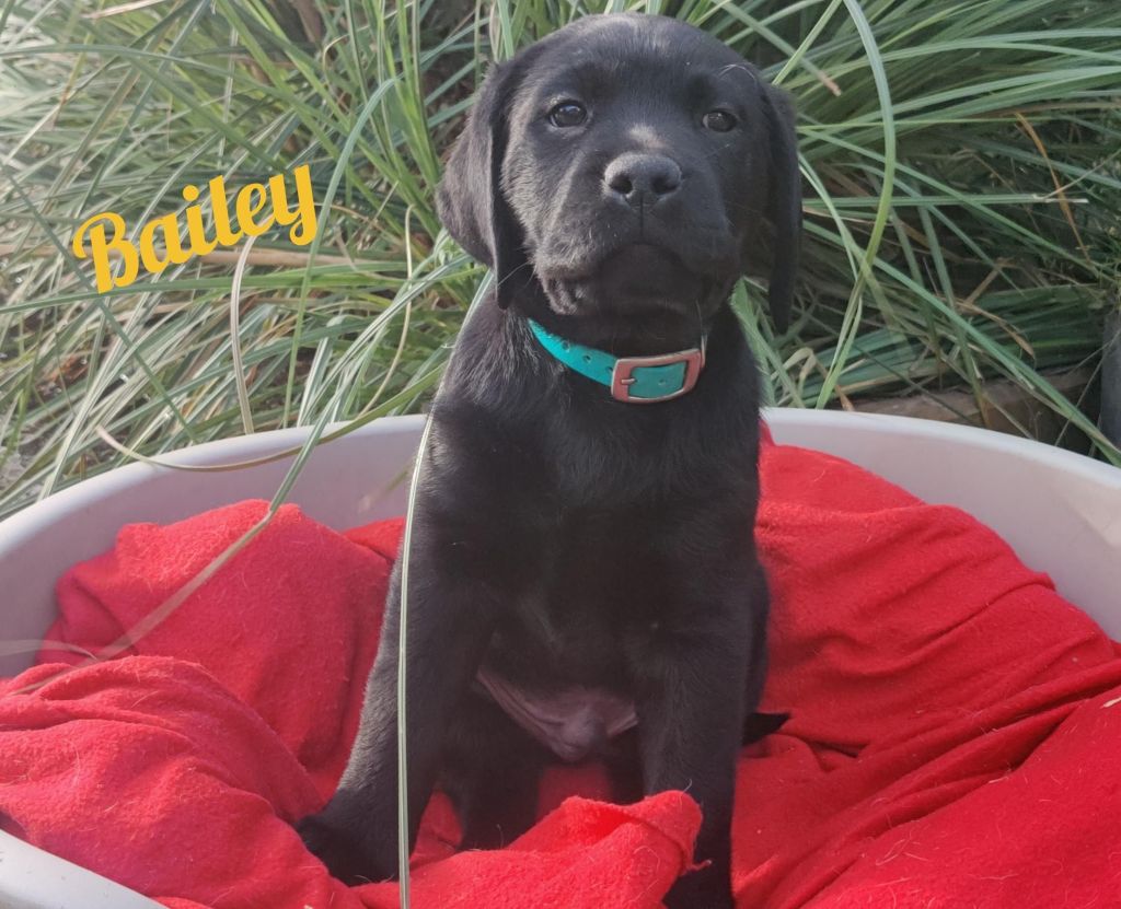 Bailey.jpg