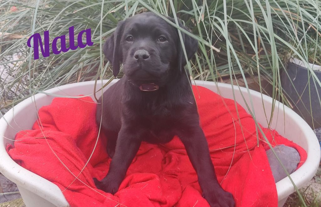Nala.jpg