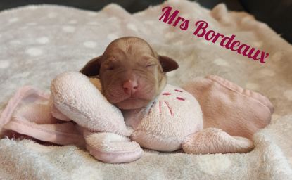 Mrs Bordeaux.jpg