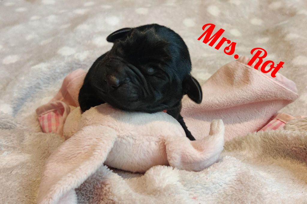 Mrs Rot.jpg