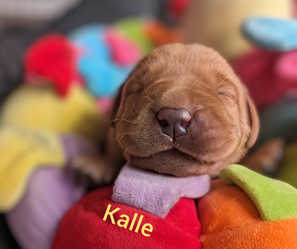 Kalle.jpg