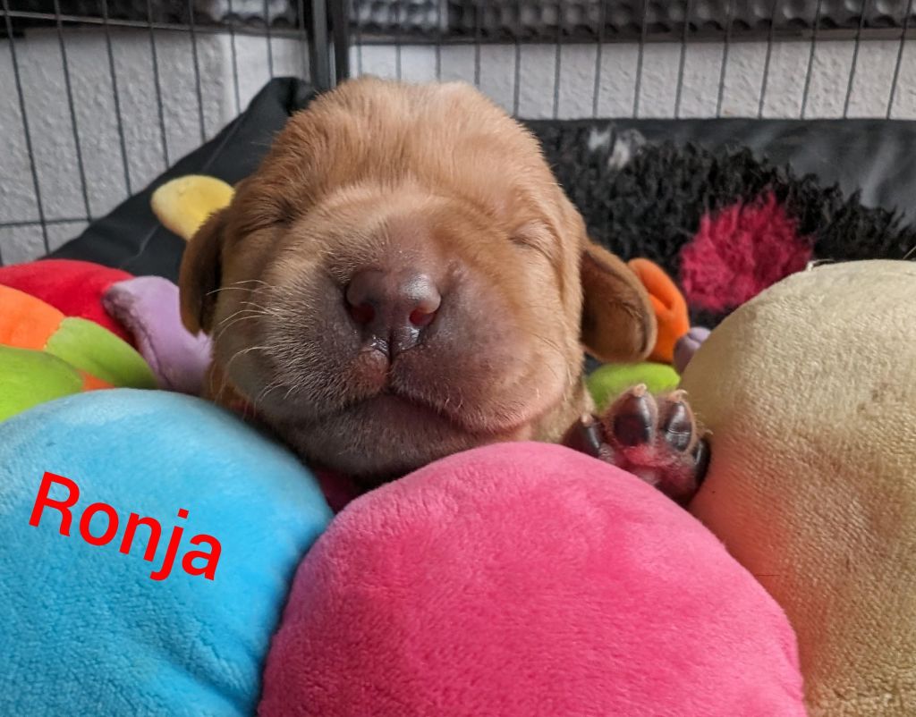 Ronja.jpg