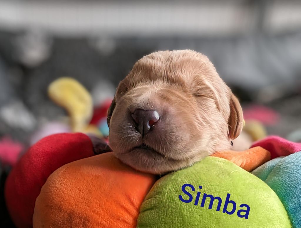 Simba.jpg