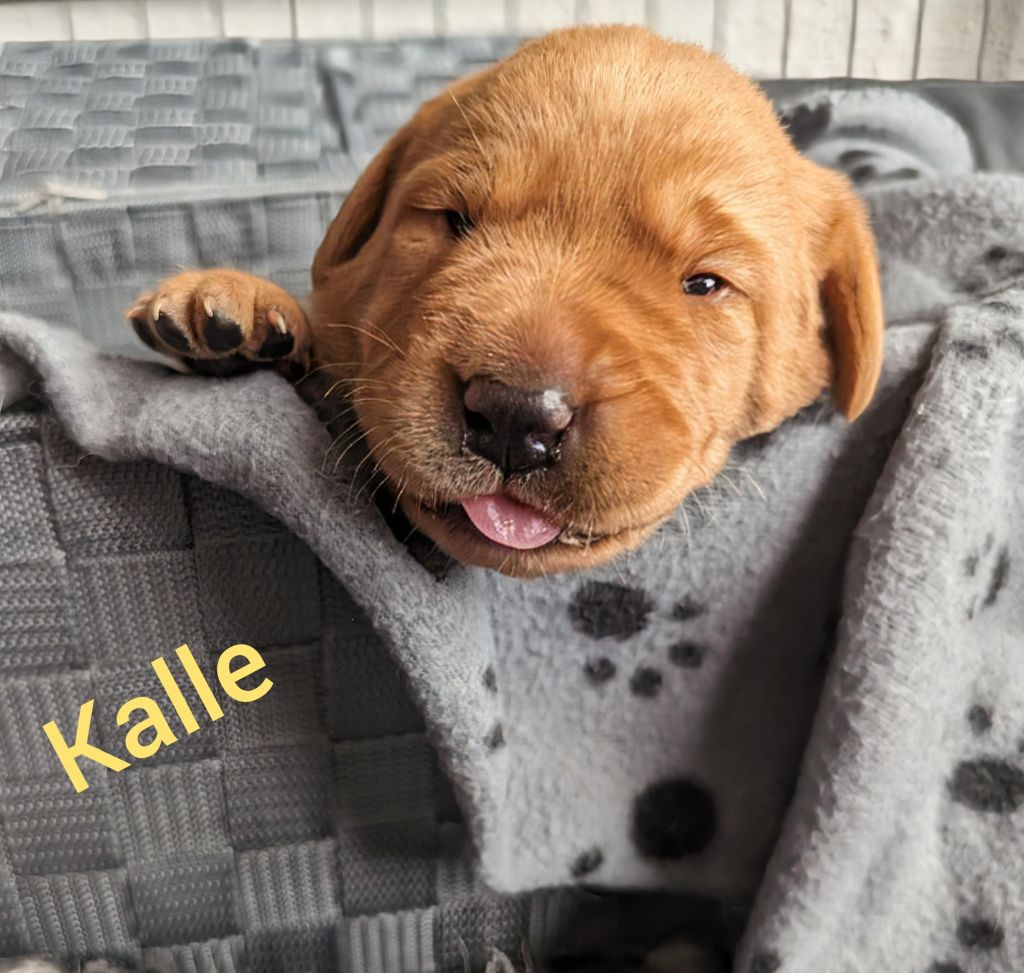Kalle.jpg