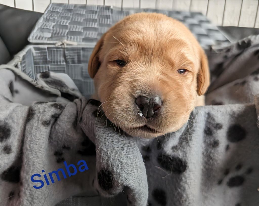 Simba.jpg