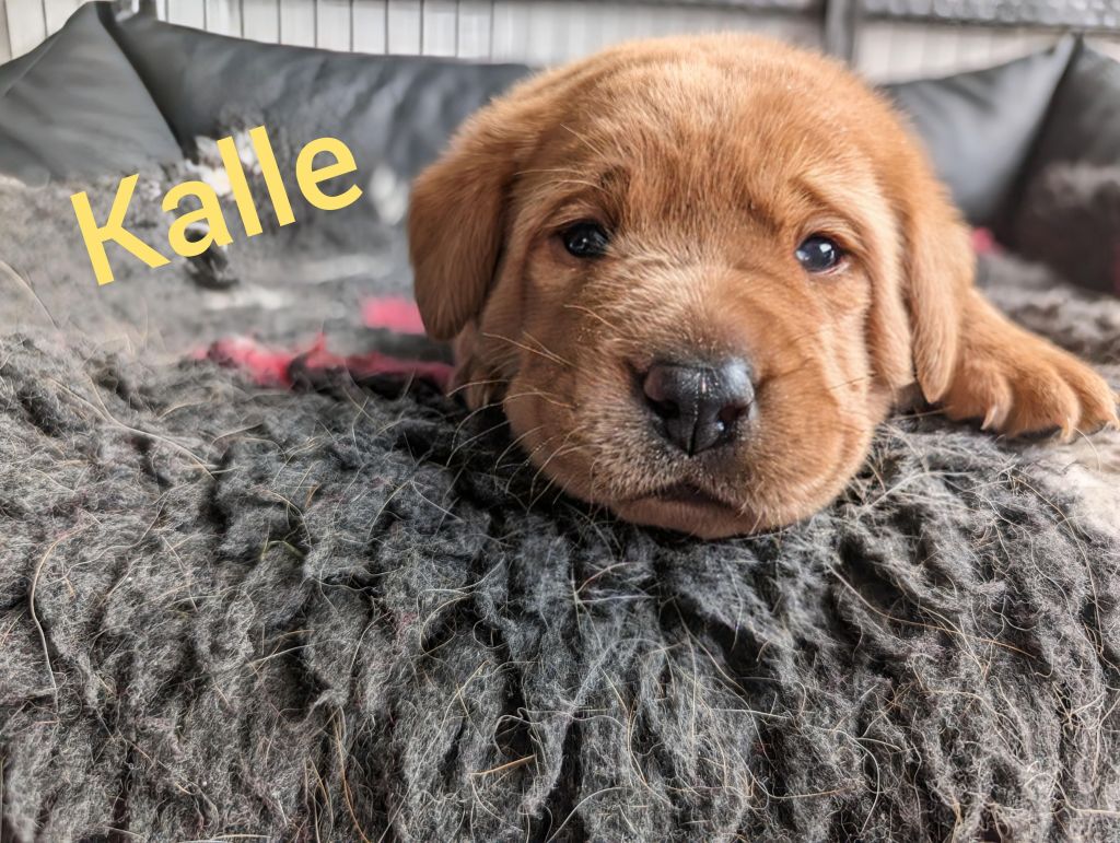 Kalle.jpg