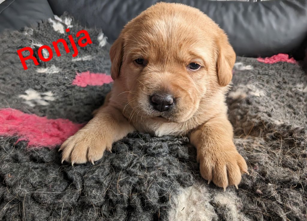 Ronja.jpg