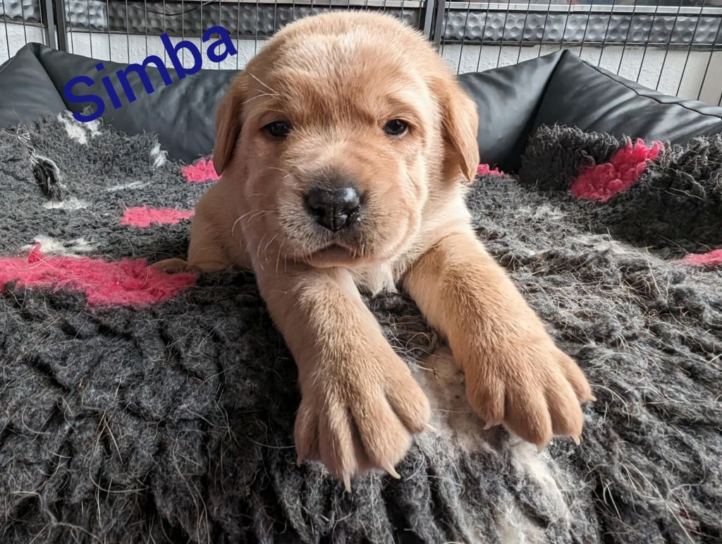 Simba.jpg
