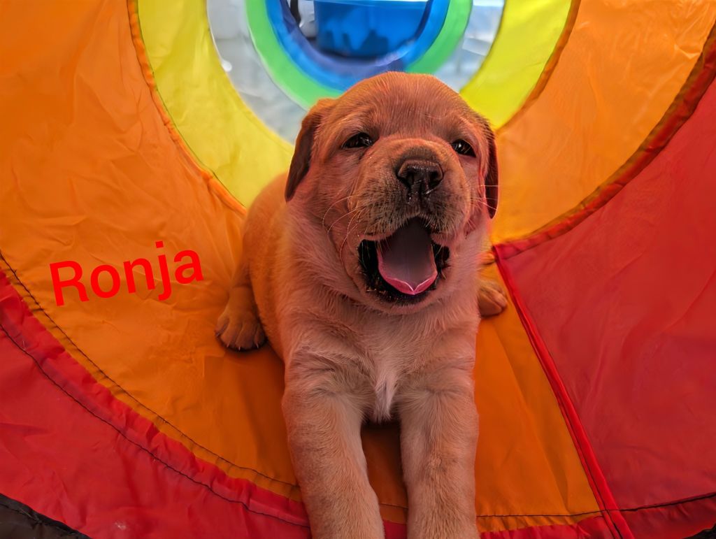 Ronja.jpg