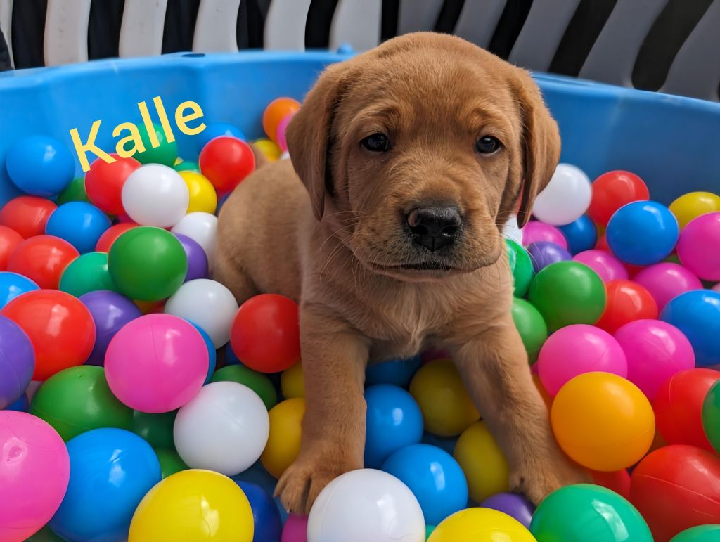 Kalle.jpg