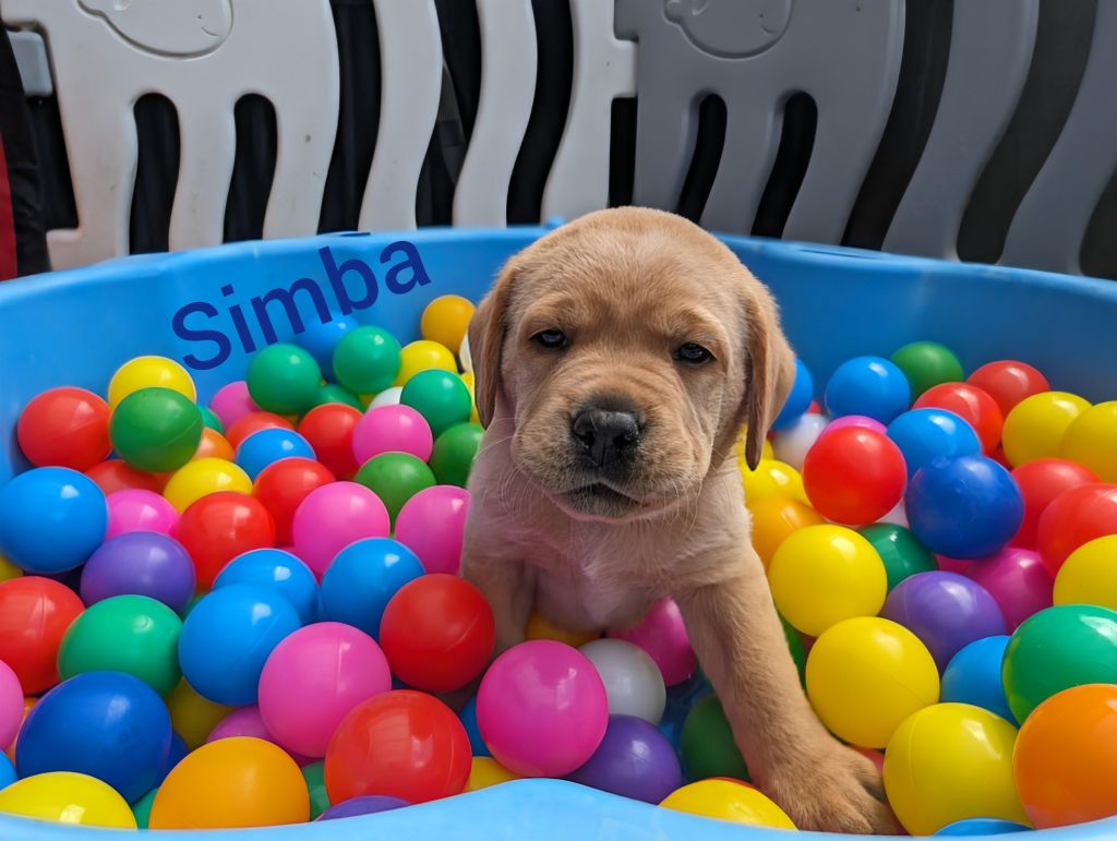 Simba.jpg