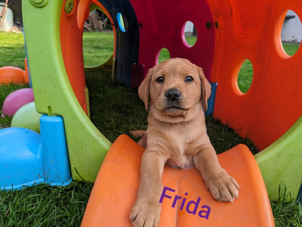 Frida.jpg