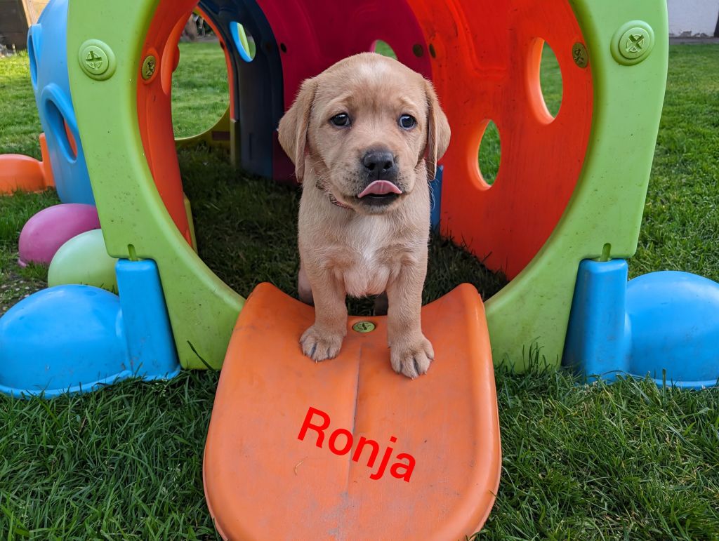 Ronja.jpg