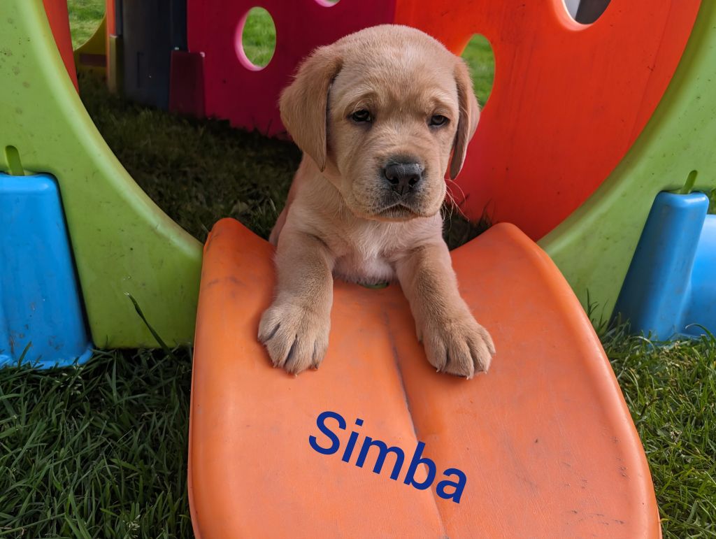 Simba.jpg