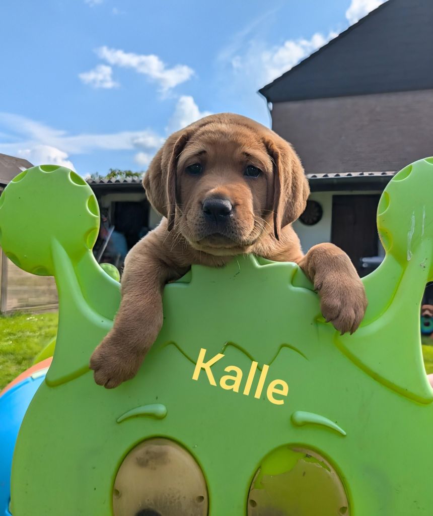 Kalle.jpg