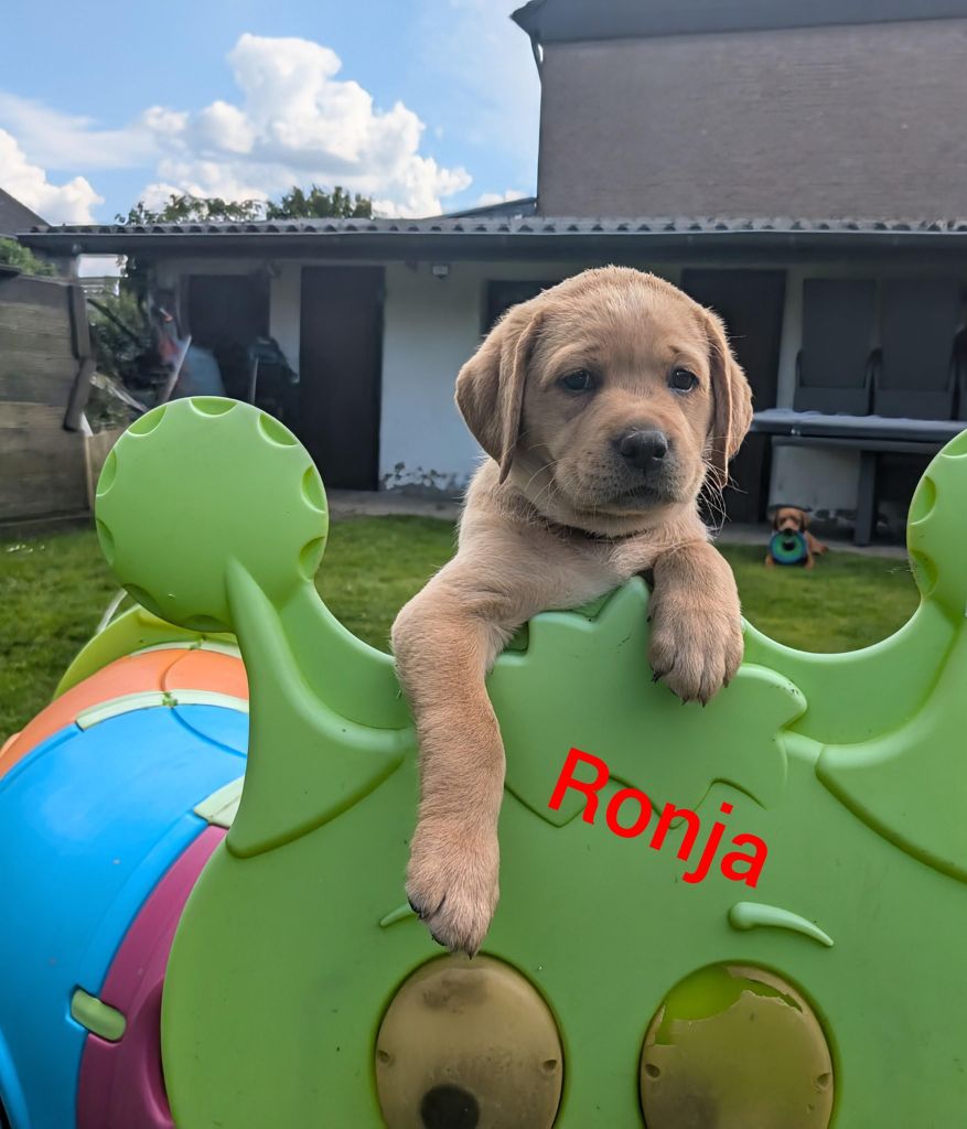 Ronja.jpg