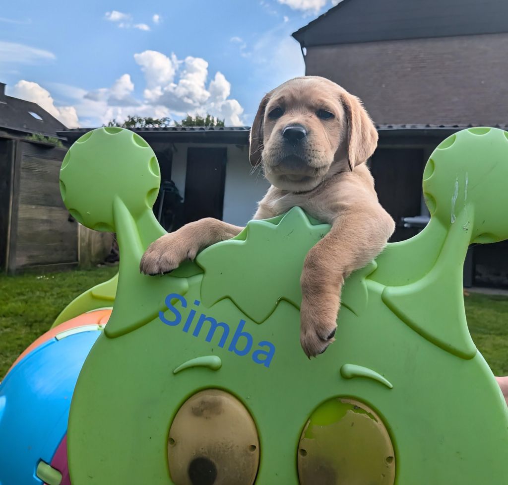 Simba.jpg