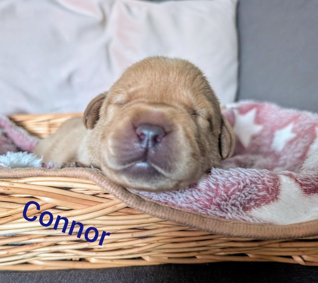 Connor.jpg