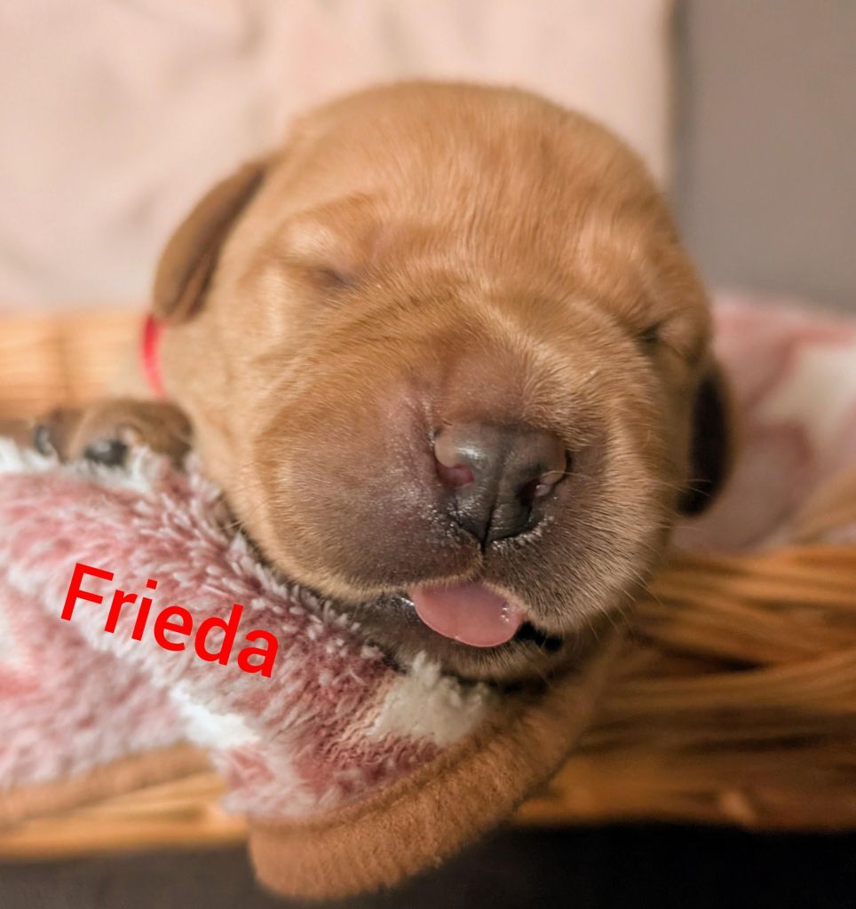 Frieda.jpg