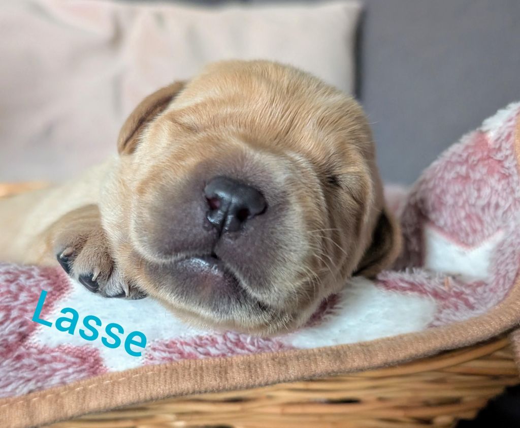 Lasse.jpg